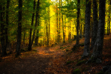 Fototapeta na wymiar Bosque en otoño con luz del sol