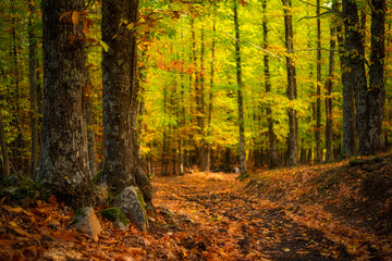 Bosque en otoño con luz del sol