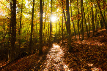 Bosque en otoño con luz del sol