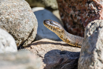 Northern Water snake in cottage country, Quebec, Canada.