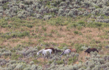 Beautiful Wild Horses in Sand Wash Basin Colorado in Summer