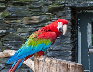 Red-and-green macaw, Ara chloropterus, beautiful parrot sitting on a branch with bowed head