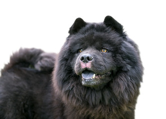 A black Chow Chow dog with a thick wooly coat