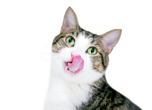 A domestic shorthair cat with tabby and white markings, licking its lips