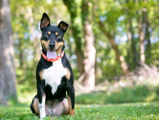 Naklejka na ściany i meble A friendly tricolor mixed breed dog with one upright ear and one floppy ear