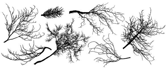 Set of silhouette of branch trees. Vector illustration. Fir tree, chestnut, oak, linden and etc. © nosyrevy