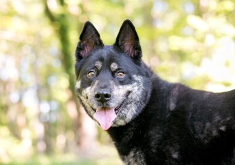 An Australian Cattle Dog mixed breed dog outdoors