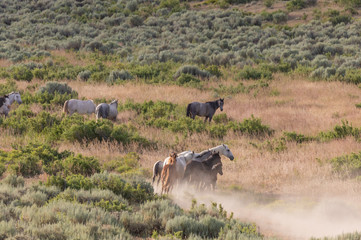 Beautiful Wild Horses in Sand Wash Basin Colorado in Summer
