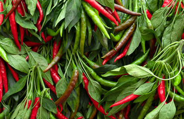 Hot chillies. Freshly harvested organic, delicious and very hot peppers with leaves. Flat lay, top view.