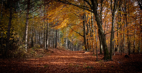 Fototapeta na wymiar Empty road in colorful autumn forest