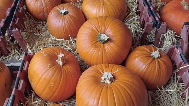 Zoom in on a group of large orange pumpkins