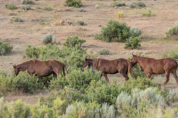 Fototapeta na wymiar Beautiful Wild Horses in Sand Wash Basin Colorado in Summer