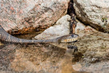 Northern Water snake in cottage country, Quebec, Canada.