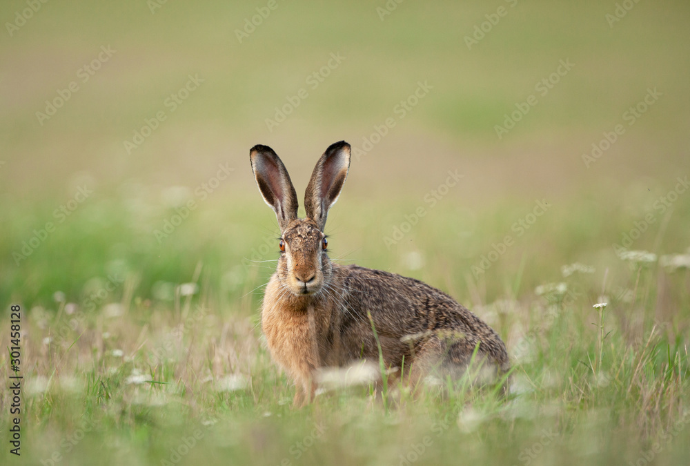 Wall mural european hare, lepus europaeus, czech nature