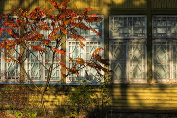 A young tree with bright autumn leaves stands on the background of the veranda of an old wooden house. The color of the house is green. There are windows. Background.