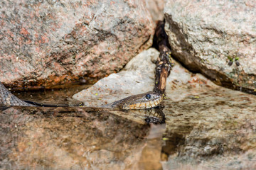 Northern Water snake in cottage country, Quebec, Canada.