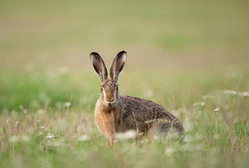european hare, lepus europaeus, czech nature