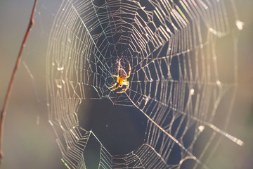 closeup spider sit on a web in a forest