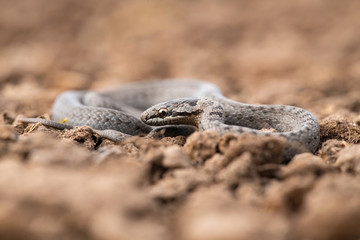 Natrix natrix, grass snake, Snake is crawling on the brown ground, green background