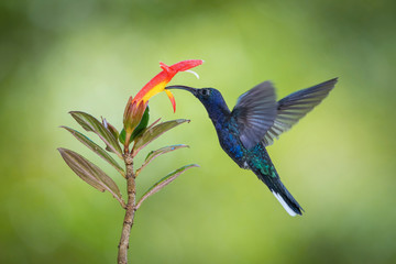 Violet sabrewing, Campylopterus hemileucurus The Hummingbird is hovering and drinking the nectar from the beautiful flower in the rain forest. Nice colorful background...