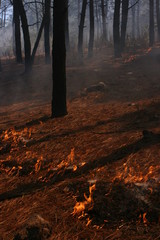 Obraz premium Bosque durante incendio