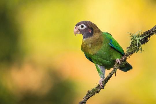 Pionopsitta haematotis, Brown-hooded parrot The bird is perched on the branch in nice wildlife natural environment of Costa Rica..
