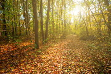 Obraz premium beautiful autumn forest glade covered by dry leaves in a light of evening sun