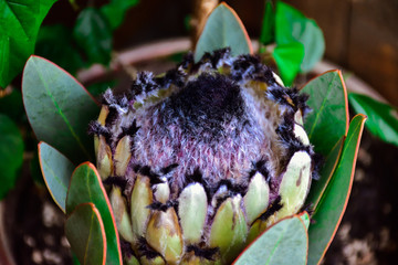 protea flower, white protea close-up, exotic flower, white african protea, protea laurifolia,...