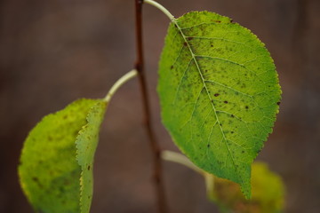 Beautiful green autumn leaves on a branch, macro photo