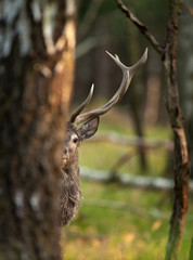 red deer, cervus elaphus, Czech nature