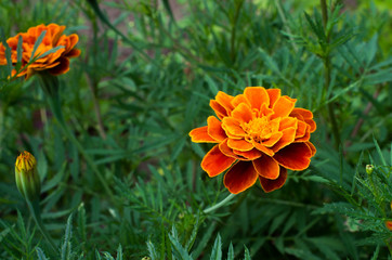 blooming marigolds on a flower bed close-up