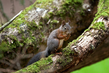 Naklejka na ściany i meble eurasian red squirrel, sciurus vulgaris, Czech nature