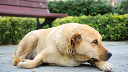 Naklejka na ściany i meble Big dog waiting for his owner lying on the sidewalk, close-up