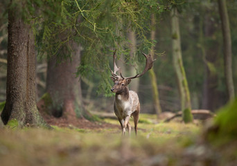 fallow deer, dama dama, Czech nature