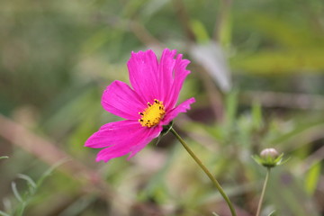 コスモス
