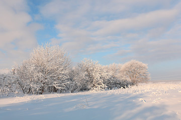 Fototapeta na wymiar Russian nature in winter, christmas background. After a snowfall, tree branches are covered with snow and sparkle in the sun. This is a beautiful winter banner
