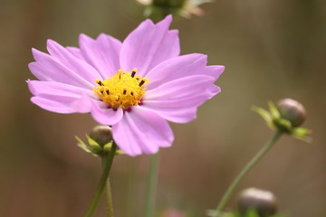 コスモス