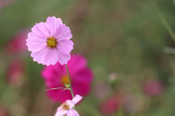 コスモス