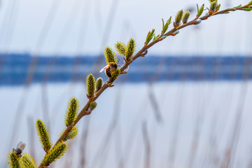 Honey bee on a branch