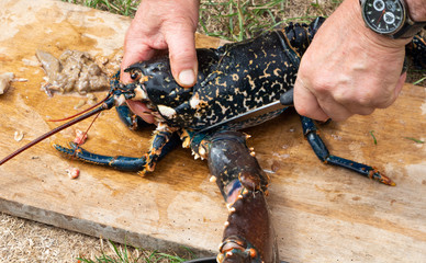 Fisherman cutting a breton lobster