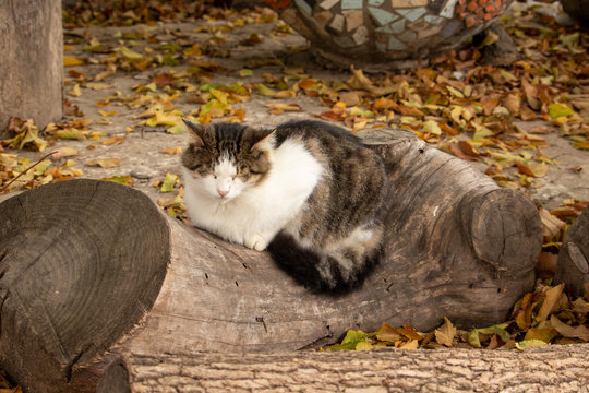 Grey cat sleeps on a stump