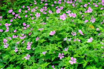 Background with pink flowers and green leaves of Geranium pratense wild plant, commonly known as the meadow crane's-bill or meadow geranium in a garden in a sunny summer day