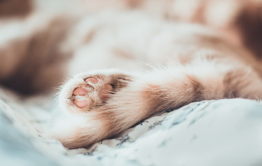 Naklejka na ściany i meble A cute paw and a striped tail of a yellow scottish fold cat closeup with blurred background lying on the blanket. Cold tones. Concept of having a pet