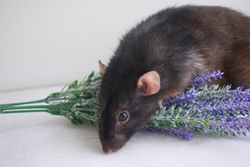 Decorative rat in black on a white background with lavender