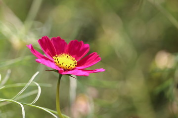コスモス