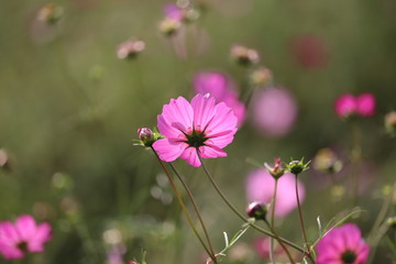 コスモス