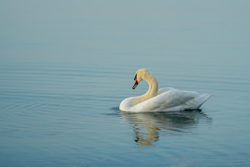 White swan swimming in the calm winter sea 