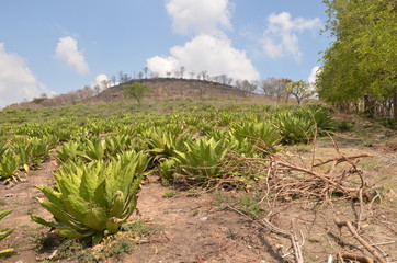 Agaves cupreata en parcela 