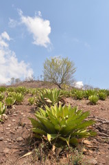 Agave cupreata, utilizado en la elaboraci&oacute;n de mezcal en Michoac&aacute;n M&eacute;xico