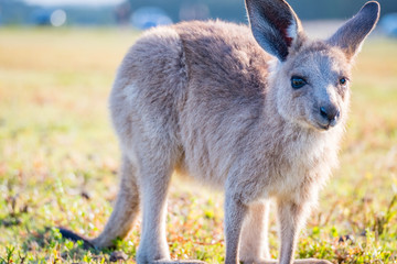 A joey in the wild in Coombabah Queensland 